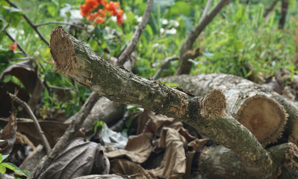 Drift wood